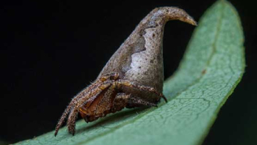 Indian scientists name new spider after Harry Potter hat